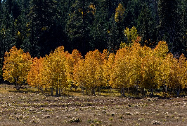 Aspens 17-2952.jpg